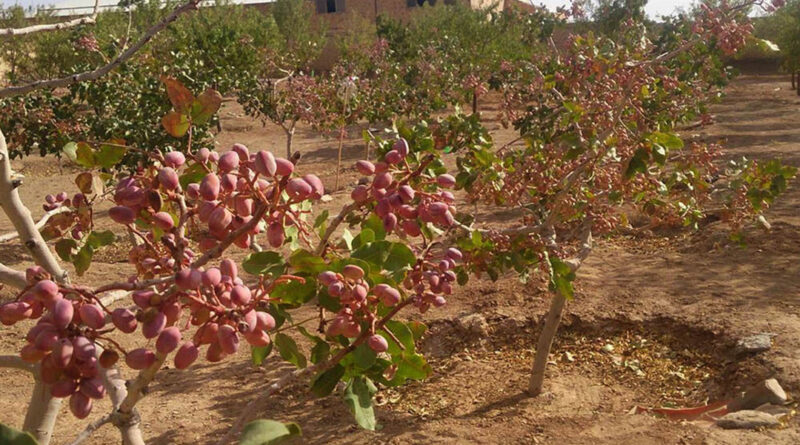 رشد ۲ برابری تولید پسته رفسنجان/ خاموشی موتورپمپها به حداقل میرسد | اخبار  روزانه کشاورزی