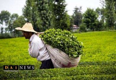 سازمان چای کشور: افزون بر ۹۲ درصد مطالبات چایکاران کشور پرداخت شد